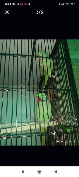 Raw Parrot Pair
