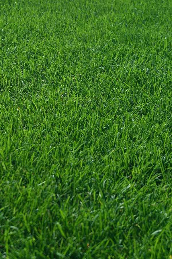 artificial grass, Astro turf, synthetic grass, Grass at wholesale rate 6