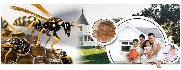 Rodent control, Professional Pest Management & termite proofing