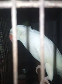 name . . . . . ringnick parrot . . . . . color white