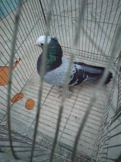 mukhi pigeon male and 2 kabli male 0