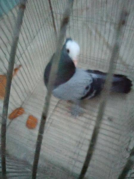 mukhi pigeon male and 2 kabli male 1