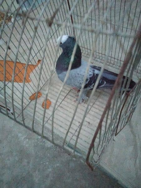 mukhi pigeon male and 2 kabli male 2