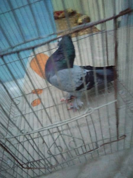 mukhi pigeon male and 2 kabli male 4