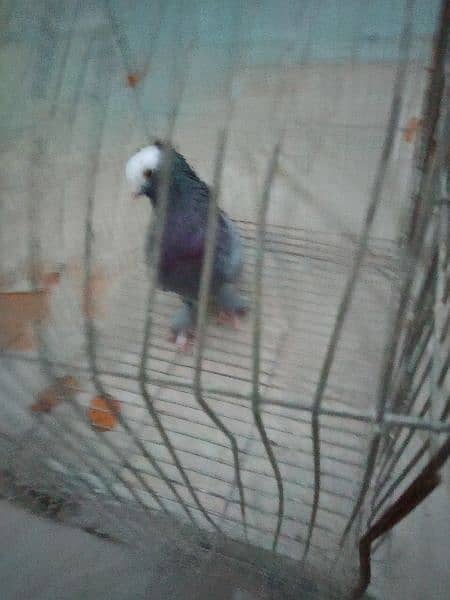 mukhi pigeon male. 5
