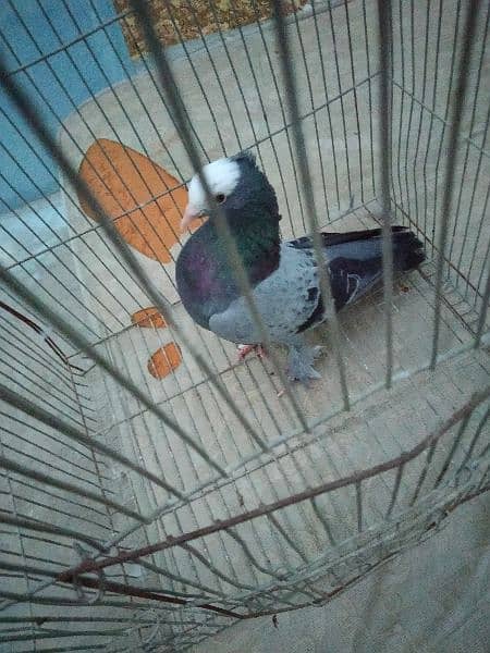 mukhi pigeon male. 6