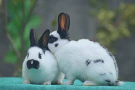 CASH ON DELIVERY Mini Checkered Rabbits