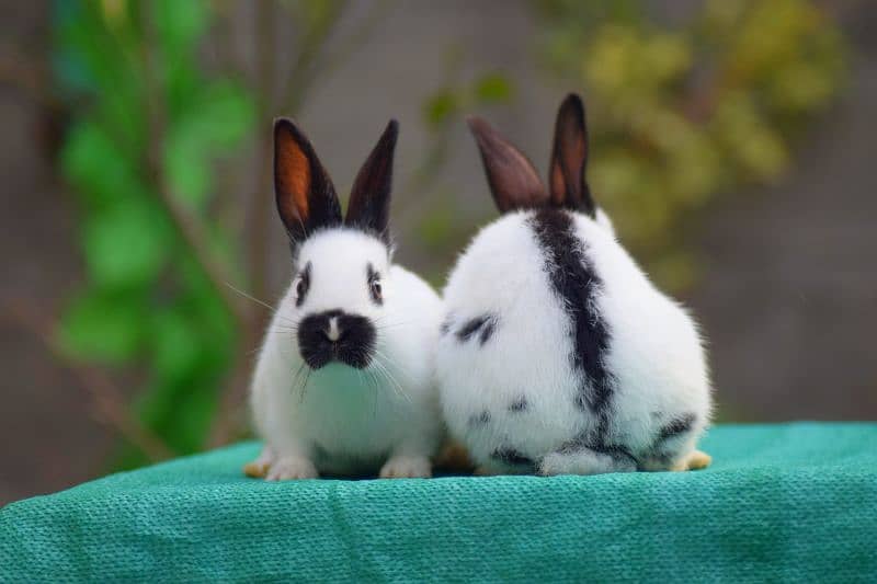 CASH ON DELIVERY Mini Checkered Rabbits 1