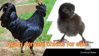 ayam cemani |  Light sussex | Australorp chicks  ( Offer )