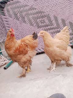 golden Heavy Buff and  2 dasi hens home breed healty active