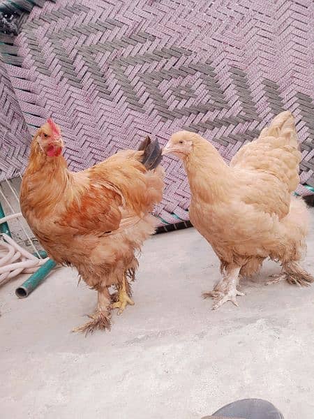 golden Heavy Buff and  2 dasi hens home breed healty active 0