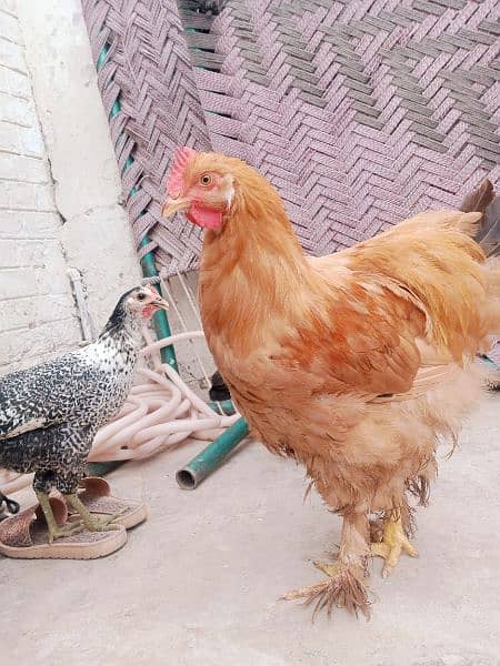 golden Heavy Buff and  2 dasi hens home breed healty active 1