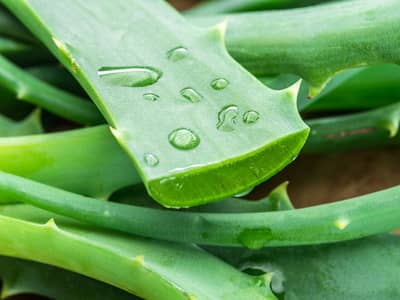 ALOE VERA ORGANIC & HEALTHY PLANTS, Leaves and GEL