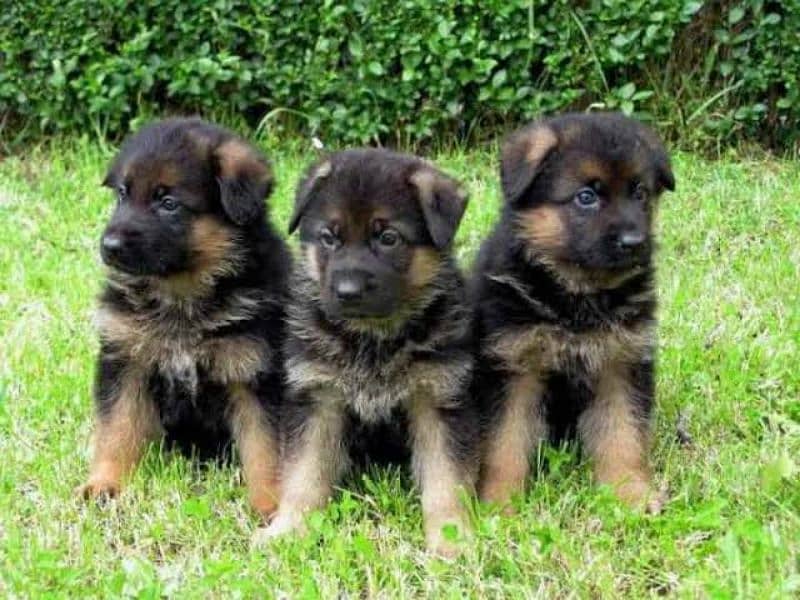 German Shepherd male/ female Puppies For Sale - Dogs - 1075809502