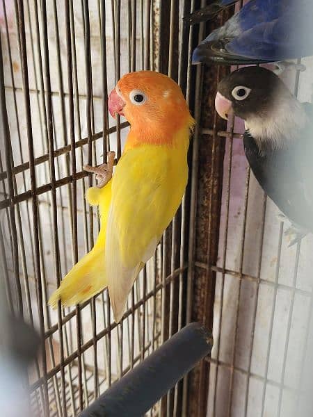 lutino pasnata black eye males split albino redeye - Parrots - 1075812426