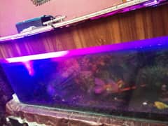 Aquarium fish tank 0