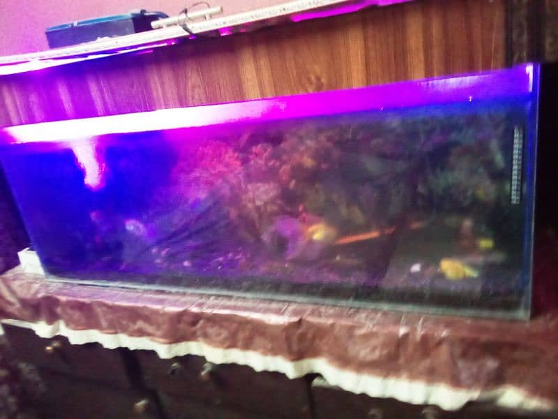 Aquarium fish tank 1