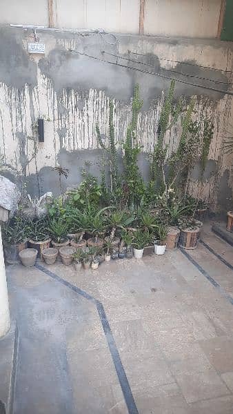 Plants for Sale 2