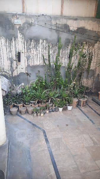 Plants for Sale 3