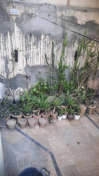Plants for Sale 4