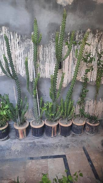 Plants for Sale 5