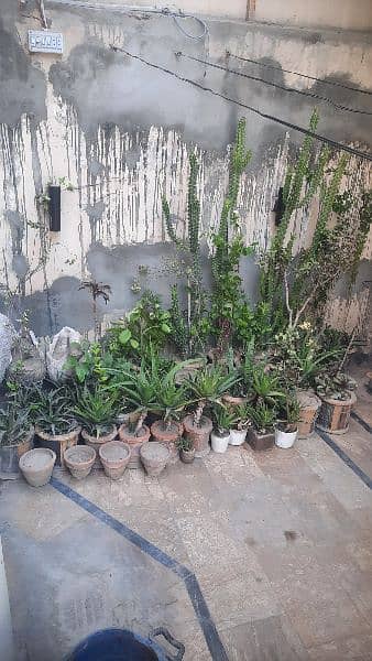 Plants for Sale 6