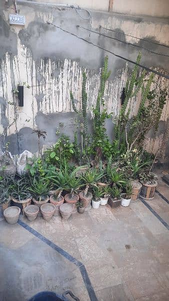 Plants for Sale 7