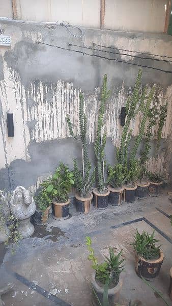 Plants for Sale 8
