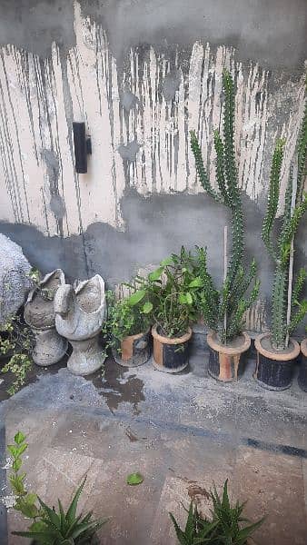 Plants for Sale 9