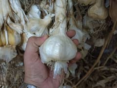 NARC G1 garlic 100% dried abd fresh seed