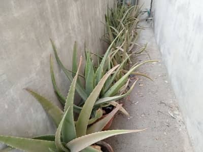 Aloevera plaints