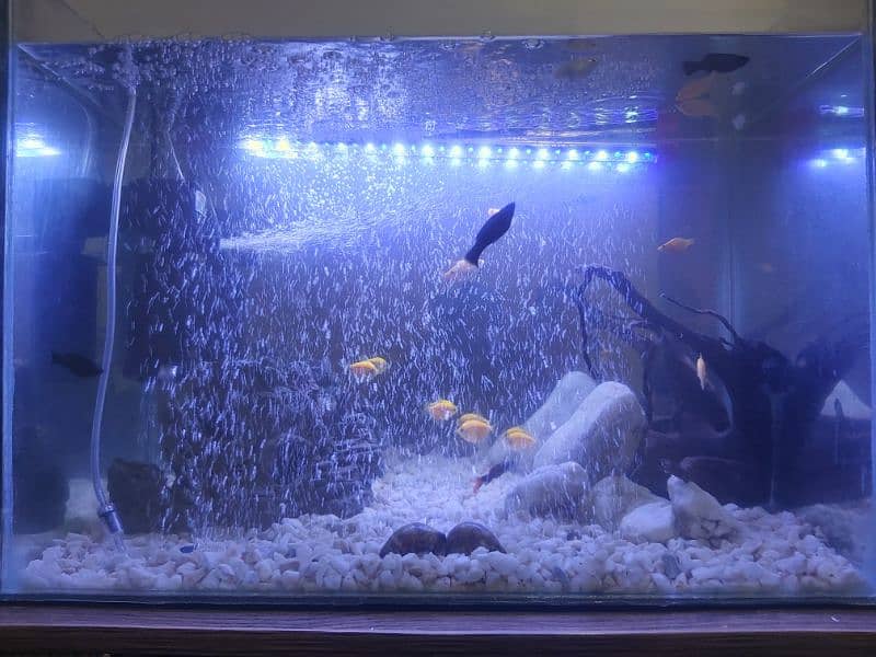 fish glass aquarium sale peshawar only 6