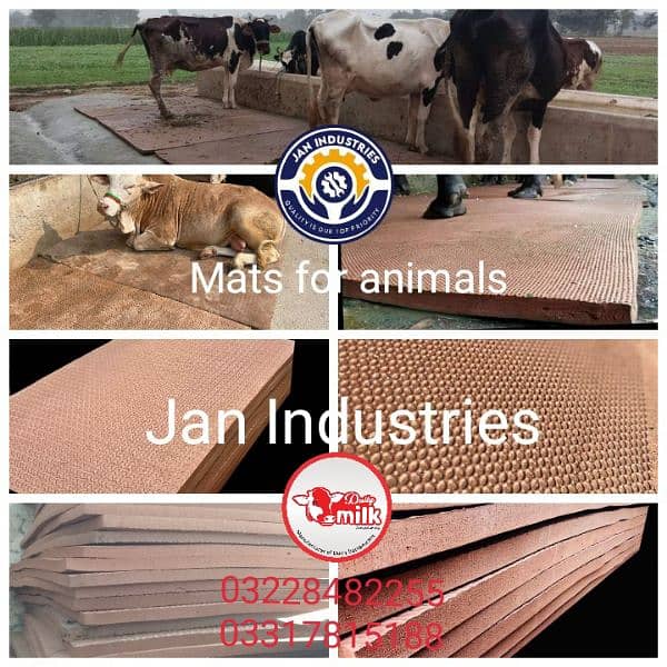 Milking Machine Cows For Sale | Dairy Fans | Indsuatrial Mist Sytem 5