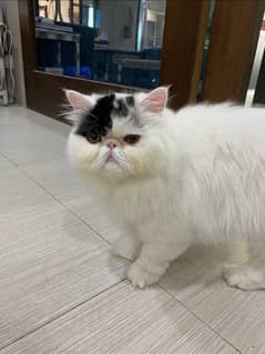 Imported Persian Long Hair Male Cat