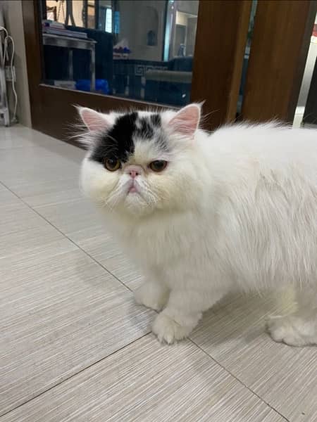 Imported Persian Long Hair Male Cat 0