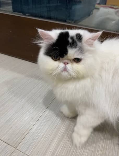 Imported Persian Long Hair Male Cat 1