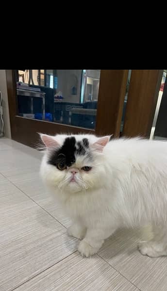 Imported Persian Long Hair Male Cat 2