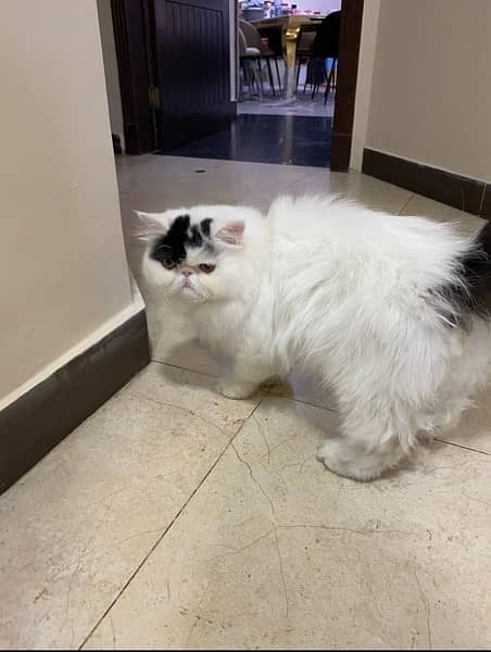 Imported Persian Long Hair Male Cat 3