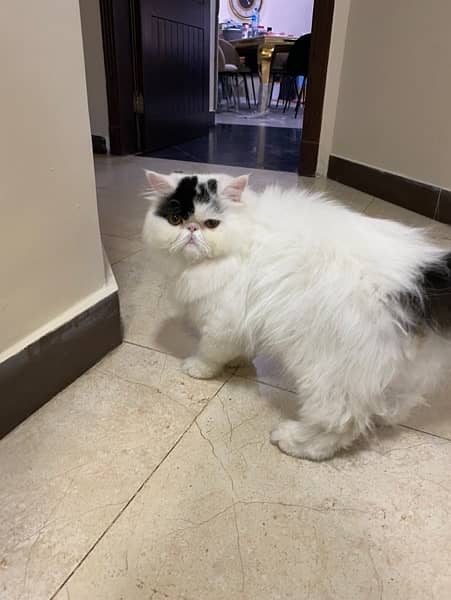 Imported Persian Long Hair Male Cat 4