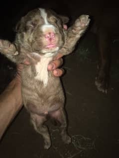 American pitbull puppys newly born delievery all over de pakistan