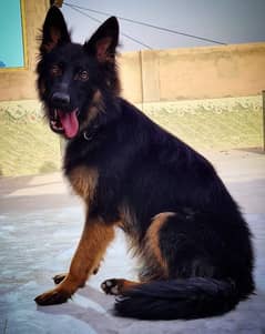 GSD