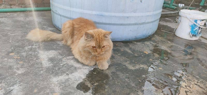 Persian cat for sale ladla bila hai hamara 0