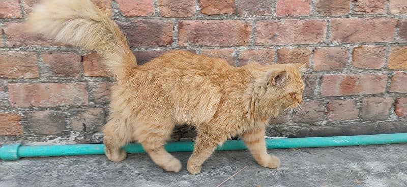 Persian cat for sale ladla bila hai hamara 1