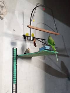 parrot