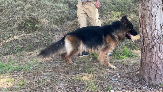 GERMAN SHEHERD