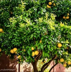 lemon for sale