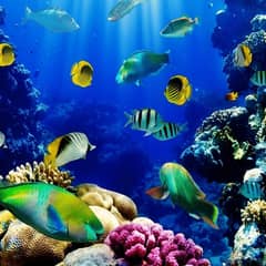 BaBa Aquarium MANAGEMENT'S