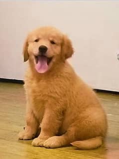 golden retriever puppy for sale