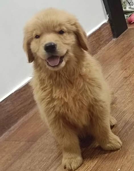 golden retriever puppy for sale 1