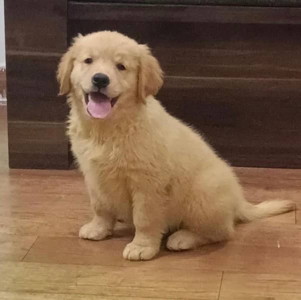 golden retriever puppy for sale 2